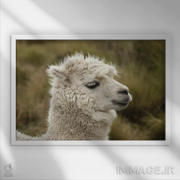 تابلو آلپاکا، ذخیرهگاه اکولوژیک آنتیسنا، اکوادور اثر آدام جونز - نمای قابدار سفید