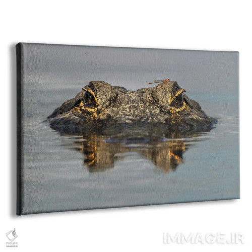 تابلو تمساح آمریکایی از زاویه دید هم سطح آب، پارک ایالتی میاکا ریور، فلوریدا اثر آدام جونز - نمای پرسپکتیو محصول