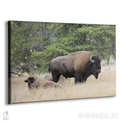 تابلو گاومیش امریکایی در پاییز، پارک ملی یلوستون، رود نِز پرس، وایومینگ اثر آدام جونز - نمای پرسپکتیو محصول