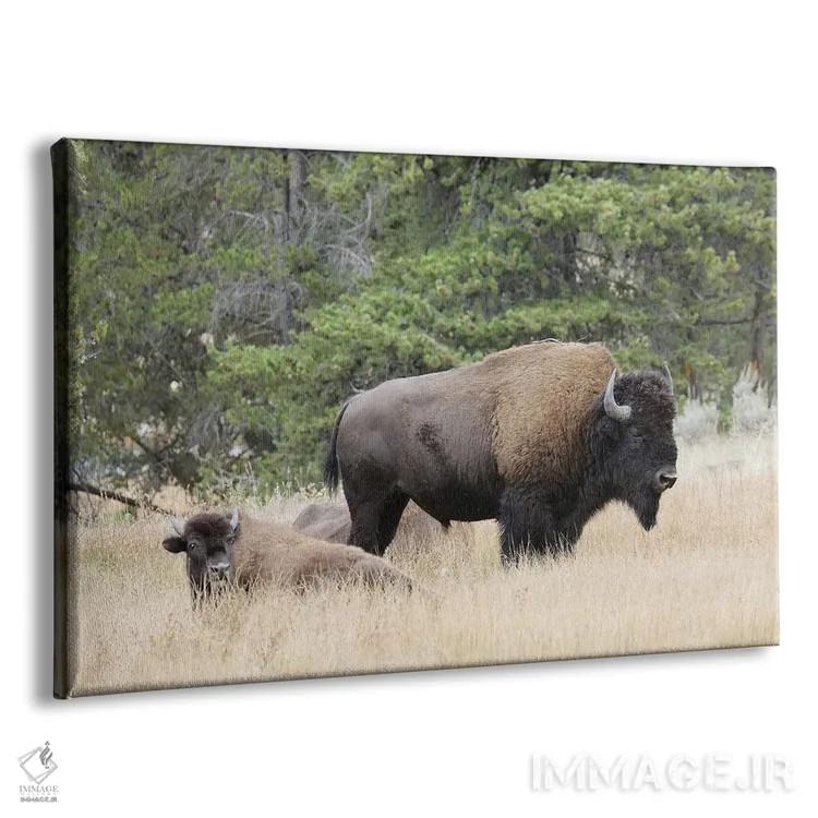 تابلو گاومیش امریکایی در پاییز، پارک ملی یلوستون، رود نِز پرس، وایومینگ اثر آدام جونز - نمای پرسپکتیو محصول