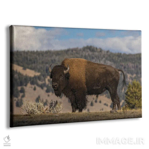 تابلو گاومیش امریکایی، پارک ملی یلوستون، وایومینگ (۲) اثر آدام جونز - نمای پرسپکتیو محصول