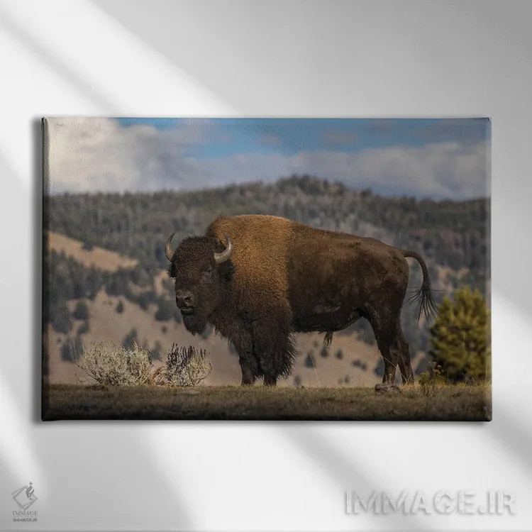 تابلو گاومیش امریکایی، پارک ملی یلوستون، وایومینگ (۲) اثر آدام جونز - نمای روبهرو روی دیوار