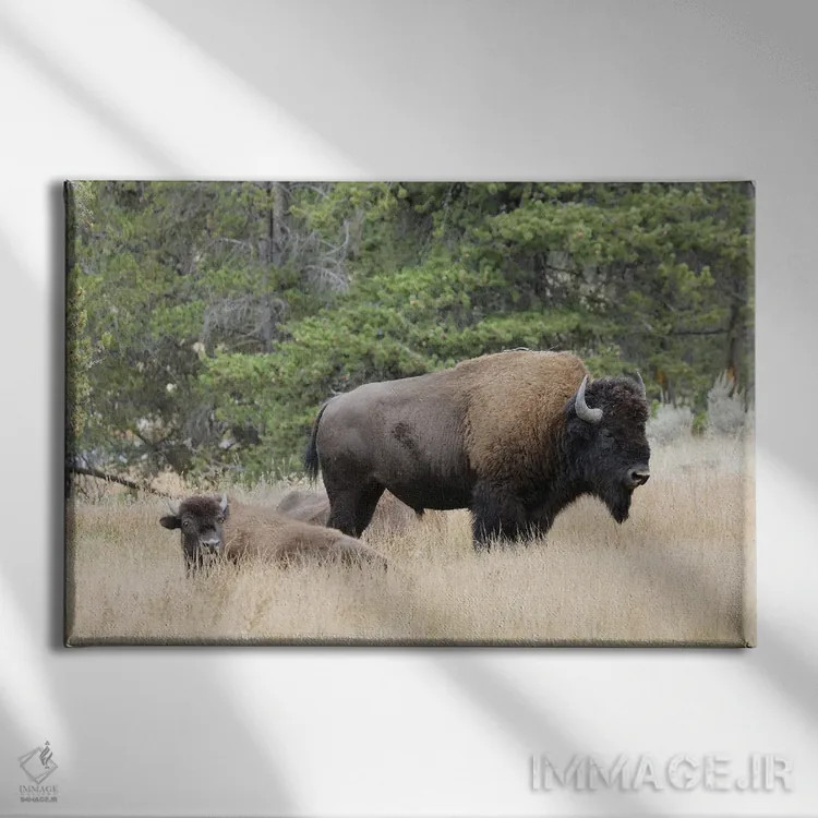 تابلو گاومیش امریکایی در پاییز، پارک ملی یلوستون، رود نِز پرس، وایومینگ اثر آدام جونز - نمای روبهرو روی دیوار