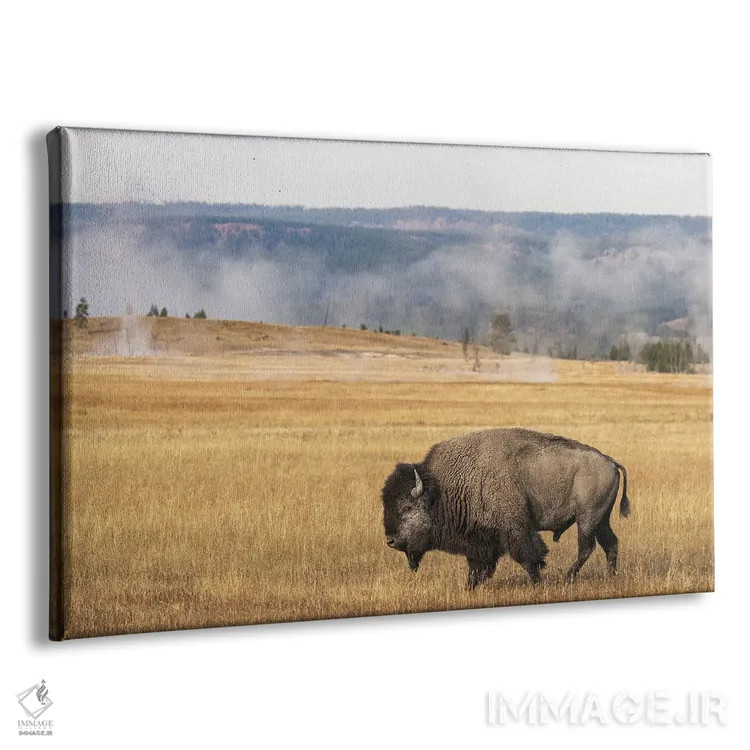 تابلو گاومیش امریکایی، پارک ملی یلوستون، وایومینگ (۱) اثر آدام جونز - نمای پرسپکتیو محصول