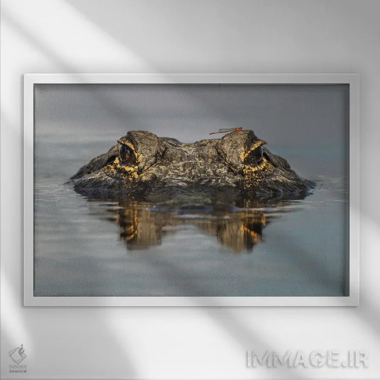 تابلو تمساح آمریکایی از زاویه دید هم سطح آب، پارک ایالتی میاکا ریور، فلوریدا اثر آدام جونز - نمای قابدار سفید