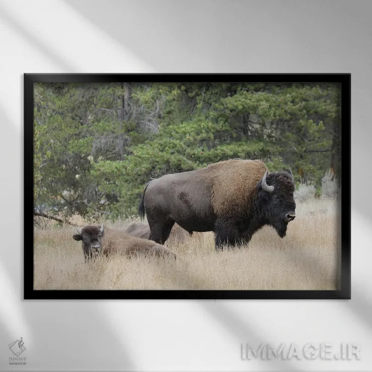 تابلو گاومیش امریکایی در پاییز، پارک ملی یلوستون، رود نِز پرس، وایومینگ اثر آدام جونز - نمای قابدار مشکی