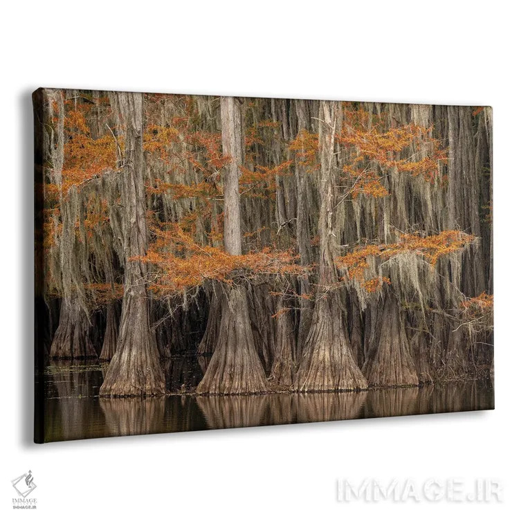 تابلو درخت سرو پوشیده از خزه اسپانیایی با رنگهای پاییزی، پارک ایالتی دریاچه کادو، تگزاس اثر آدام جونز - نمای پرسپکتیو محصول