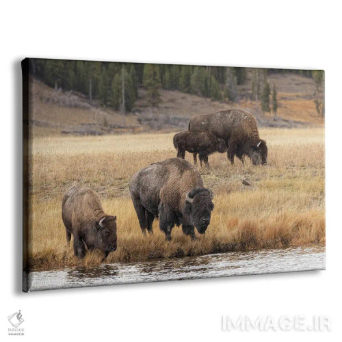 تابلو گاومیش امریکایی، پارک ملی یلوستون، وایومینگ (۳) اثر آدام جونز - نمای پرسپکتیو محصول