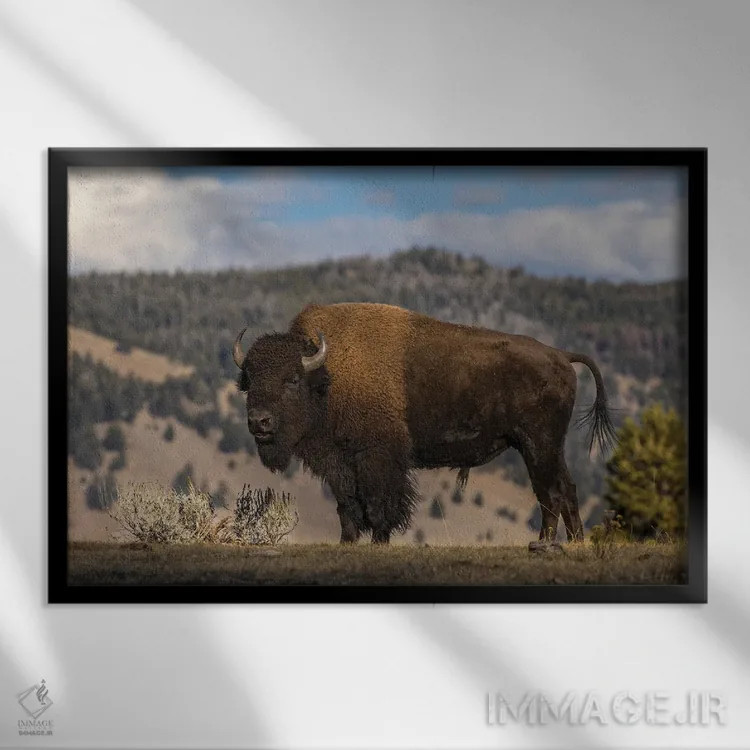 تابلو گاومیش امریکایی، پارک ملی یلوستون، وایومینگ (۲) اثر آدام جونز - نمای قابدار مشکی