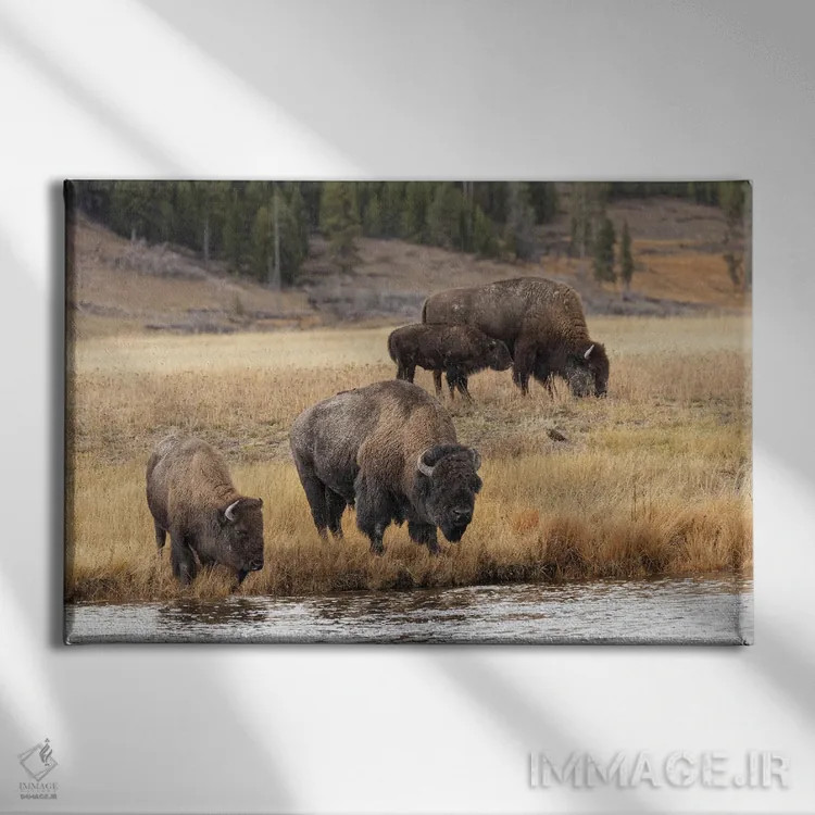 تابلو گاومیش امریکایی، پارک ملی یلوستون، وایومینگ (۳) اثر آدام جونز - نمای روبهرو روی دیوار
