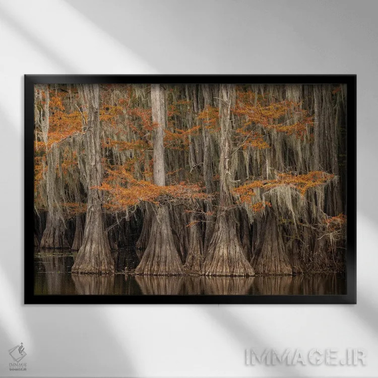 تابلو درخت سرو پوشیده از خزه اسپانیایی با رنگهای پاییزی، پارک ایالتی دریاچه کادو، تگزاس اثر آدام جونز - نمای قابدار مشکی