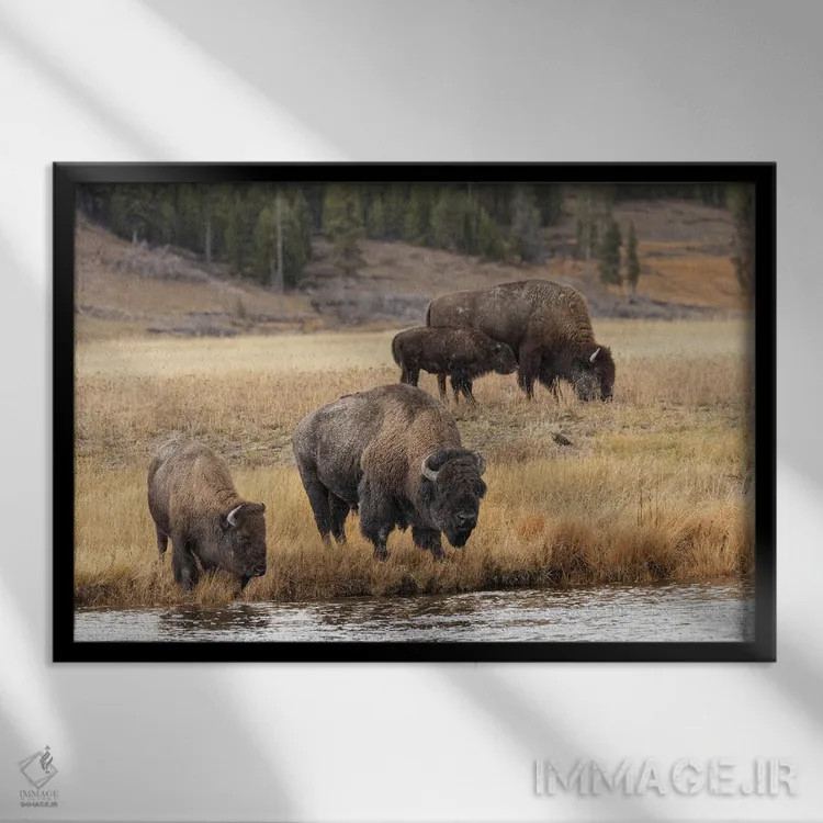 تابلو گاومیش امریکایی، پارک ملی یلوستون، وایومینگ (۳) اثر آدام جونز - نمای قابدار مشکی