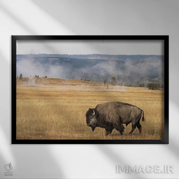 تابلو گاومیش امریکایی، پارک ملی یلوستون، وایومینگ (۱) اثر آدام جونز - نمای قابدار مشکی
