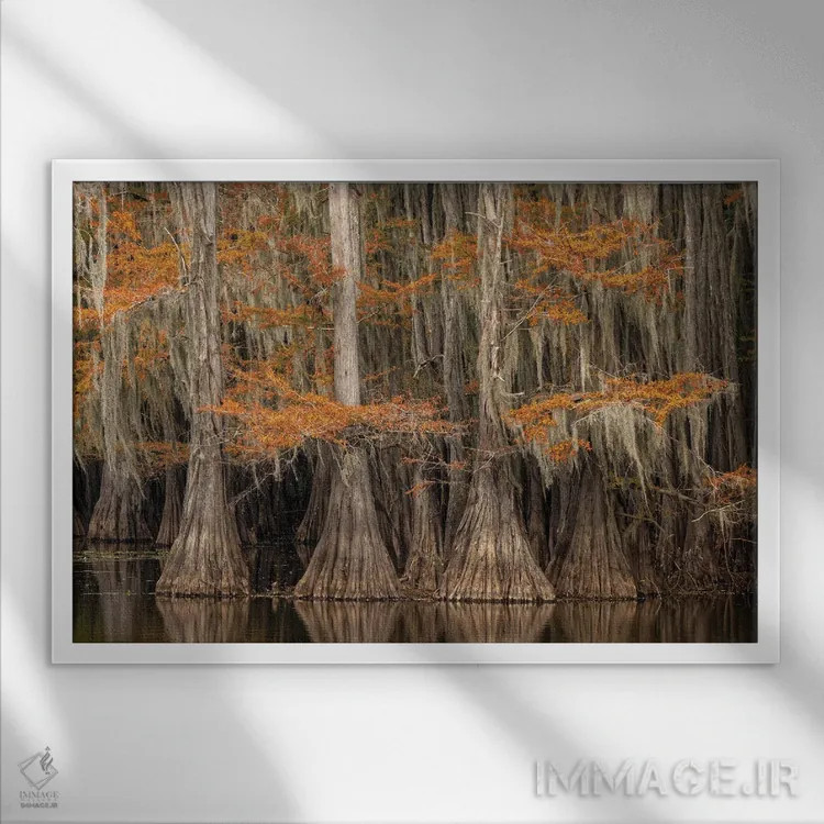 تابلو درخت سرو پوشیده از خزه اسپانیایی با رنگهای پاییزی، پارک ایالتی دریاچه کادو، تگزاس اثر آدام جونز - نمای قابدار سفید