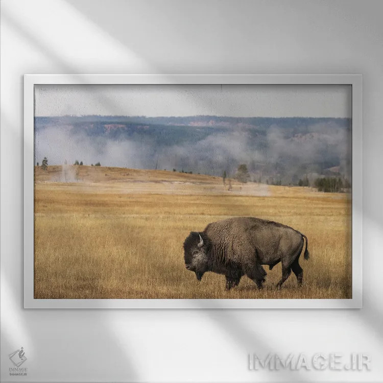 تابلو گاومیش امریکایی، پارک ملی یلوستون، وایومینگ (۱) اثر آدام جونز - نمای قابدار سفید