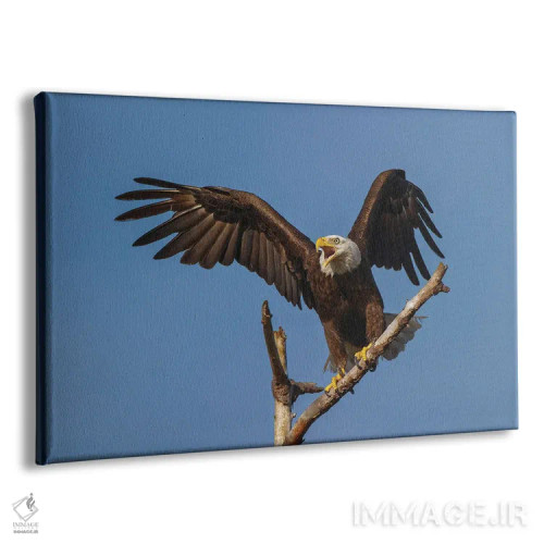 تابلو عقاب سرسفید در حال پرواز، فلوریدا اثر آدام جونز - نمای پرسپکتیو محصول