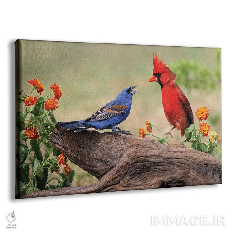 تابلو درگیری گروسبیک آبی و کارباورال شمالی نر، دره ریو گراند، تگزاس اثر آدام جونز - نمای پرسپکتیو محصول