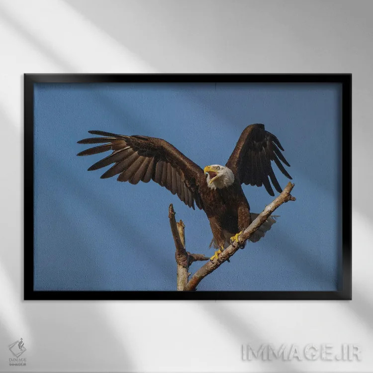 تابلو عقاب سرسفید در حال پرواز، فلوریدا اثر آدام جونز - نمای قابدار مشکی