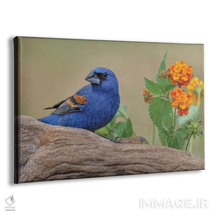 تابلو گروسبیک آبی، دره ریو گراند، تگزاس اثر آدام جونز - نمای پرسپکتیو محصول