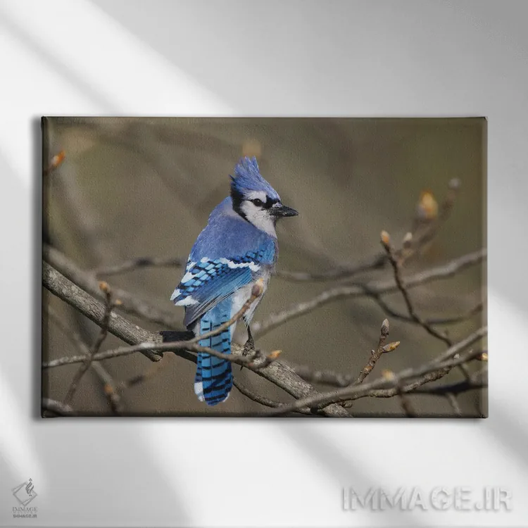 تابلو جی آبی (پرنده) اثر آدام جونز - نمای روبهرو روی دیوار