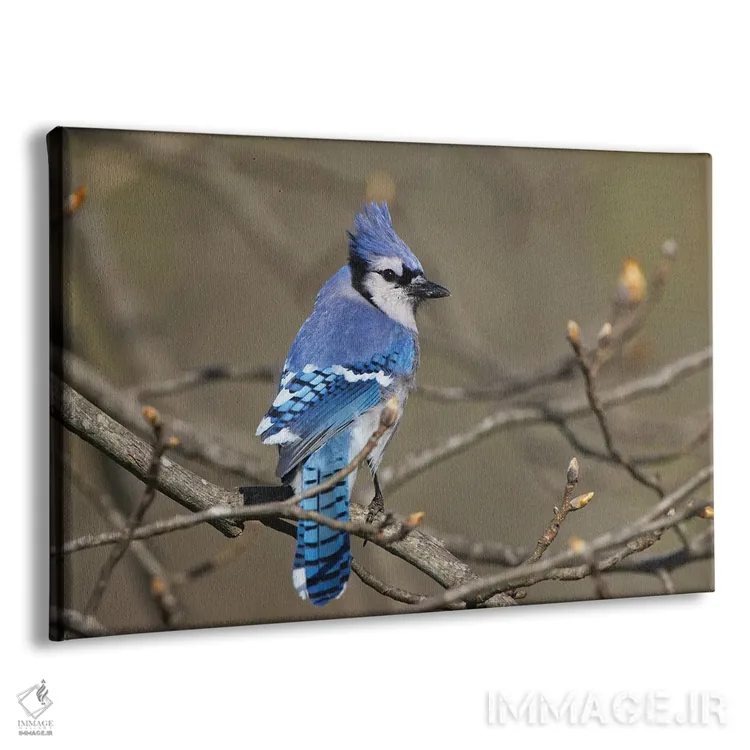 تابلو جی آبی (پرنده) اثر آدام جونز - نمای پرسپکتیو محصول