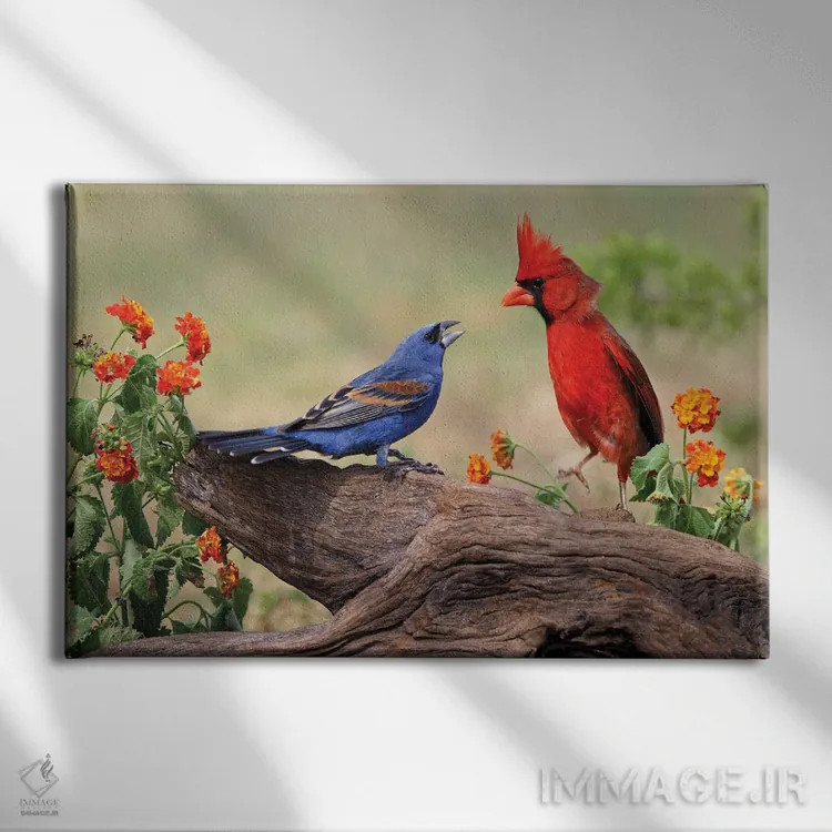 تابلو درگیری گروسبیک آبی و کارباورال شمالی نر، دره ریو گراند، تگزاس اثر آدام جونز - نمای روبهرو روی دیوار