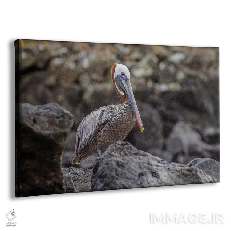 تابلو پلیکان قهوهای، جزیره اسپانیولا، گالاپاگوس، اکوادور اثر آدام جونز - نمای پرسپکتیو محصول