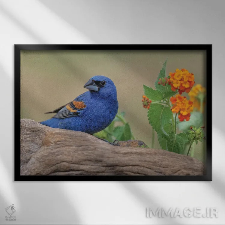 تابلو گروسبیک آبی، دره ریو گراند، تگزاس اثر آدام جونز - نمای قابدار مشکی