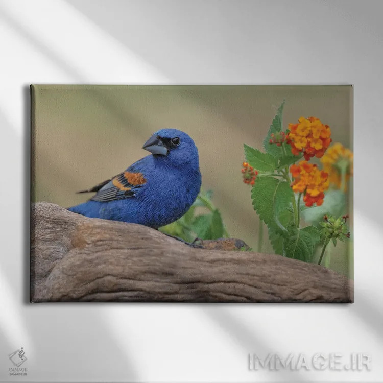 تابلو گروسبیک آبی، دره ریو گراند، تگزاس اثر آدام جونز - نمای روبهرو روی دیوار