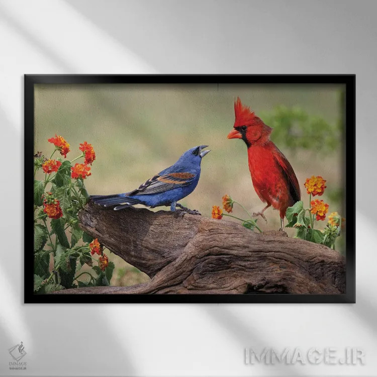 تابلو درگیری گروسبیک آبی و کارباورال شمالی نر، دره ریو گراند، تگزاس اثر آدام جونز - نمای قابدار مشکی