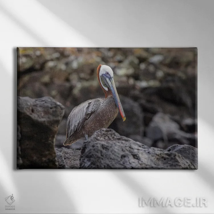 تابلو پلیکان قهوهای، جزیره اسپانیولا، گالاپاگوس، اکوادور اثر آدام جونز - نمای روبهرو روی دیوار