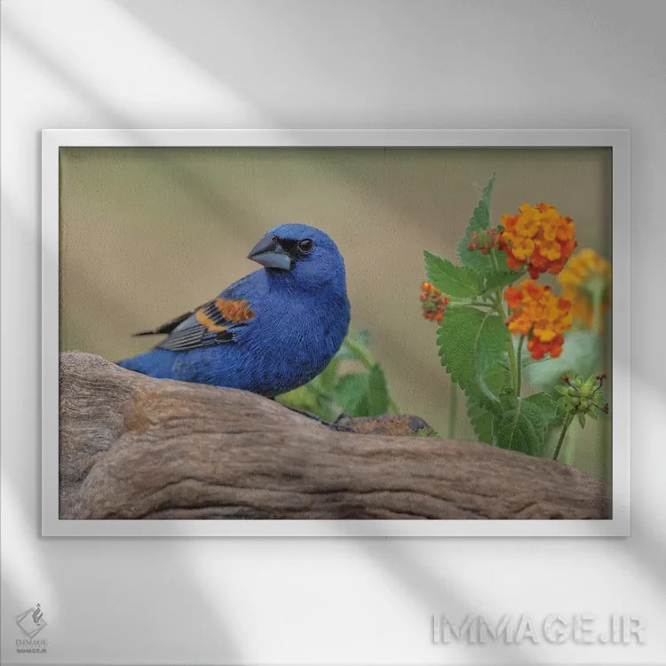 تابلو گروسبیک آبی، دره ریو گراند، تگزاس اثر آدام جونز - نمای قابدار سفید