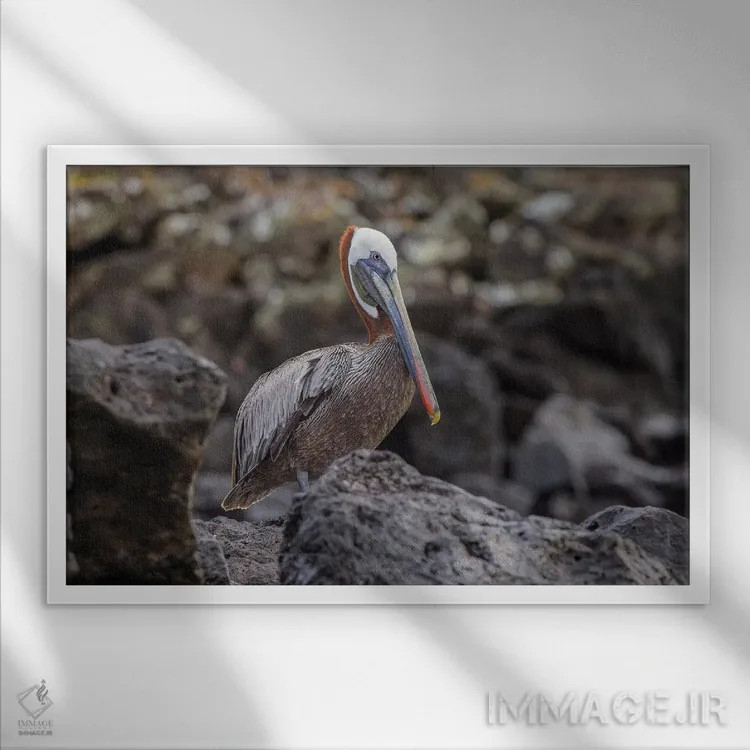 تابلو پلیکان قهوهای، جزیره اسپانیولا، گالاپاگوس، اکوادور اثر آدام جونز - نمای قابدار سفید