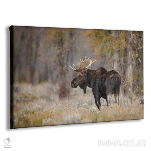 تابلو گوزن شمالی نر، پارک ملی گرند تتون، وایومینگ اثر آدام جونز - نمای پرسپکتیو محصول