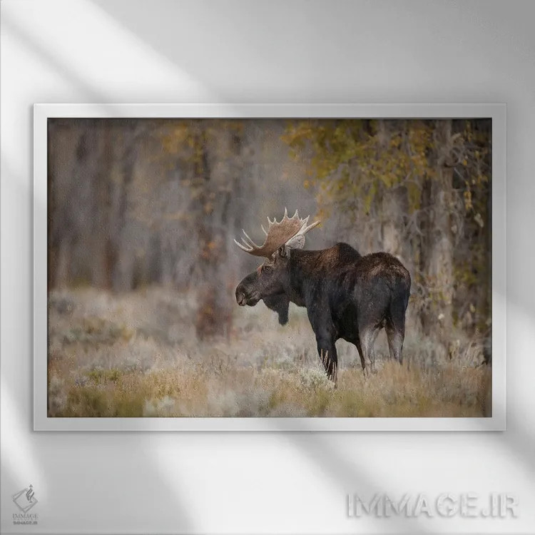 تابلو گوزن شمالی نر، پارک ملی گرند تتون، وایومینگ اثر آدام جونز - نمای قابدار سفید