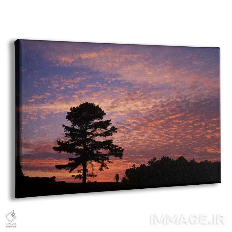 تابلو سیلوئت درخت کاج هنگام طلوع، پارک ملی تاریخی کامبرلند گپ، کنتاکی، آمریکا اثر آدام جونز - نمای پرسپکتیو محصول