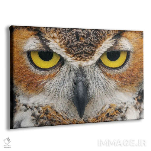 تابلو نمای نزدیک جغد بزرگ شاخدار اثر آدام جونز - نمای پرسپکتیو محصول