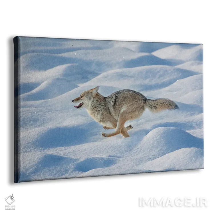 تابلو کایوت در حال دویدن میان برف تازه، پارک ملی یلوستون، وایومینگ اثر آدام جونز - نمای پرسپکتیو محصول