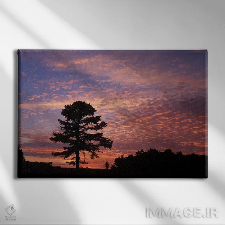 تابلو سیلوئت درخت کاج هنگام طلوع، پارک ملی تاریخی کامبرلند گپ، کنتاکی، آمریکا اثر آدام جونز - نمای روبهرو روی دیوار