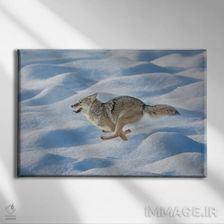تابلو کایوت در حال دویدن میان برف تازه، پارک ملی یلوستون، وایومینگ اثر آدام جونز - نمای روبهرو روی دیوار