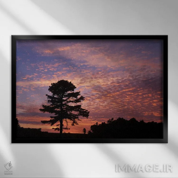 تابلو سیلوئت درخت کاج هنگام طلوع، پارک ملی تاریخی کامبرلند گپ، کنتاکی، آمریکا اثر آدام جونز - نمای قابدار مشکی