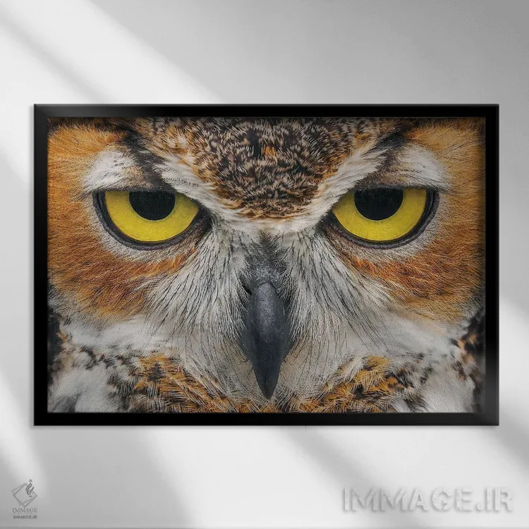 تابلو نمای نزدیک جغد بزرگ شاخدار اثر آدام جونز - نمای قابدار مشکی