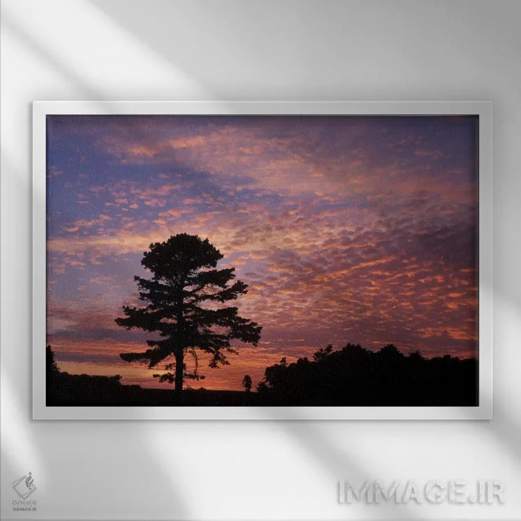 تابلو سیلوئت درخت کاج هنگام طلوع، پارک ملی تاریخی کامبرلند گپ، کنتاکی، آمریکا اثر آدام جونز - نمای قابدار سفید