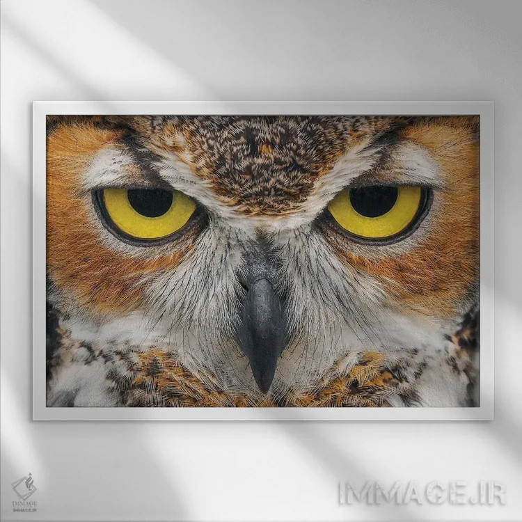 تابلو نمای نزدیک جغد بزرگ شاخدار اثر آدام جونز - نمای قابدار سفید