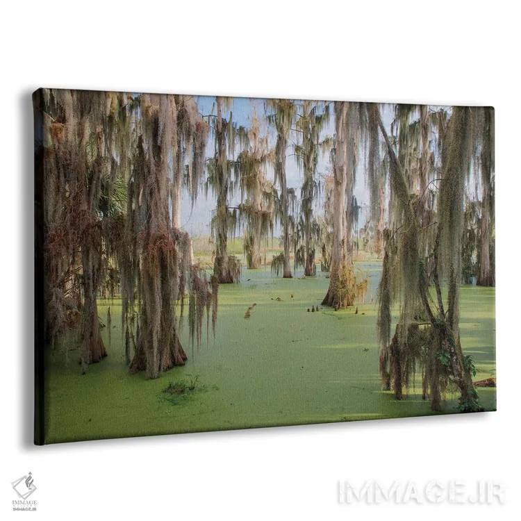 تابلو درختان سرو پوشیده از خزه اسپانیایی، مزرعه سیرکل بی، شهرستان پولک، فلوریدا اثر آدام جونز - نمای پرسپکتیو محصول