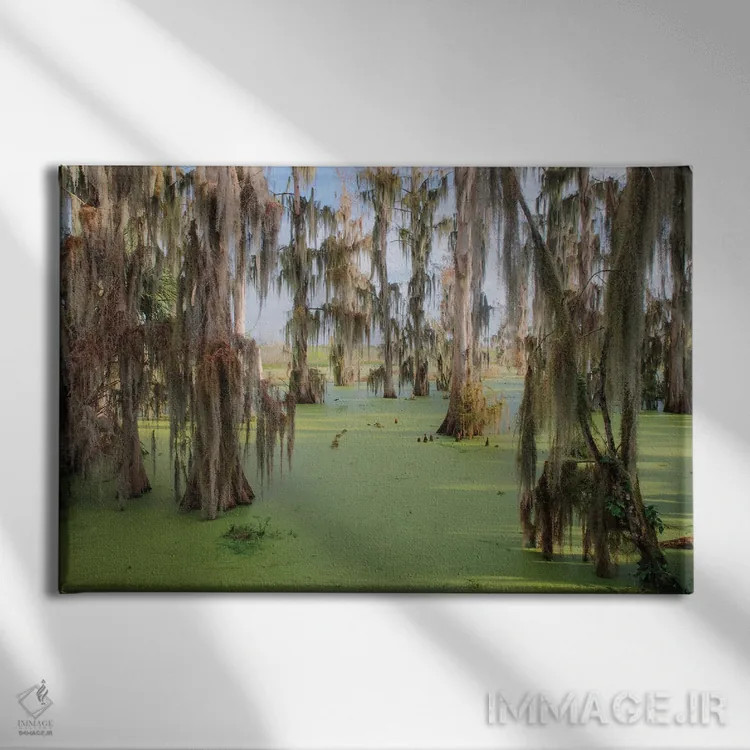 تابلو درختان سرو پوشیده از خزه اسپانیایی، مزرعه سیرکل بی، شهرستان پولک، فلوریدا اثر آدام جونز - نمای روبهرو روی دیوار