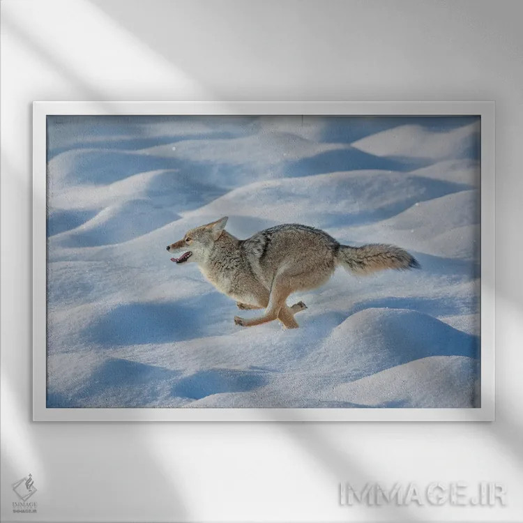 تابلو کایوت در حال دویدن میان برف تازه، پارک ملی یلوستون، وایومینگ اثر آدام جونز - نمای قابدار سفید
