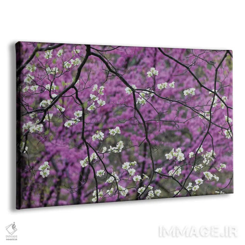 تابلو درخت در حال شکوفهٔ داگوود و ردف بود دوردست، کنتاکی اثر آدام جونز - نمای پرسپکتیو محصول