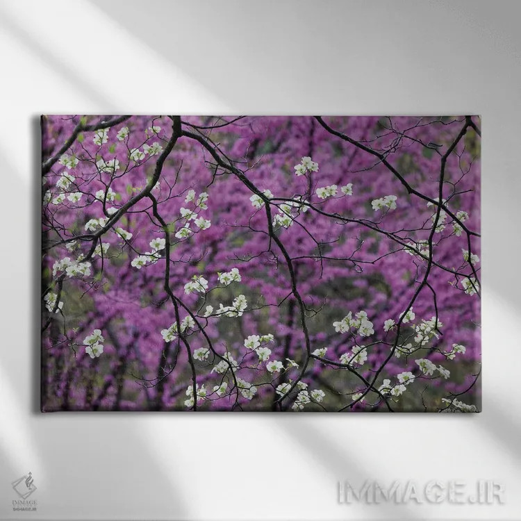 تابلو درخت در حال شکوفهٔ داگوود و ردف بود دوردست، کنتاکی اثر آدام جونز - نمای روبهرو روی دیوار