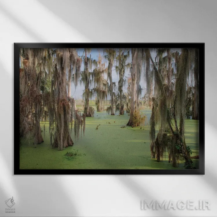 تابلو درختان سرو پوشیده از خزه اسپانیایی، مزرعه سیرکل بی، شهرستان پولک، فلوریدا اثر آدام جونز - نمای قابدار مشکی